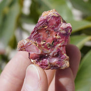 Wu Cai A Wei Root 五彩阿魏根, Devil's Herb For Fishing, Chinese Xingjiang Asafoetida, Ferulae-Health Wisdom™