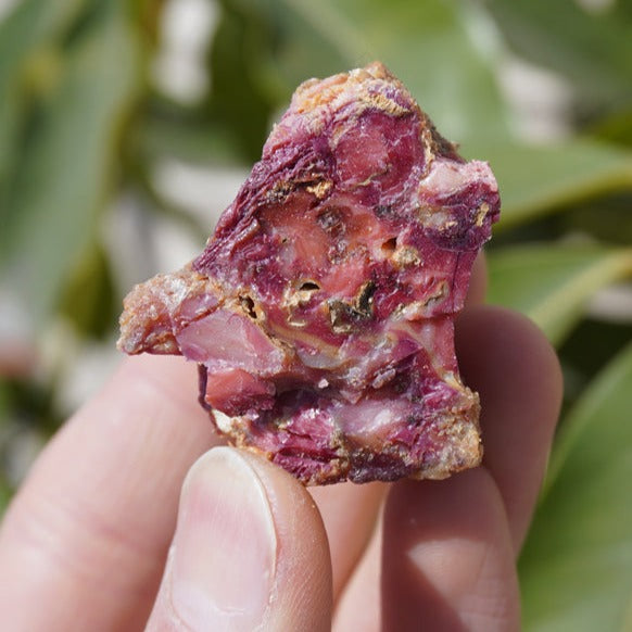Wu Cai A Wei Root 五彩阿魏根, Devil's Herb For Fishing, Chinese Xingjiang Asafoetida, Ferulae-Health Wisdom™