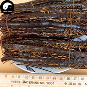 Wu Gong 蜈蚣, Dried Centipedes, Scolopendra Subspinipes-Health Wisdom™