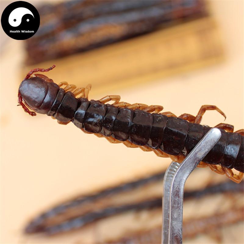 Wu Gong 蜈蚣, Dried Centipedes, Scolopendra Subspinipes-Health Wisdom™