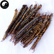 Wu Gong 蜈蚣, Dried Centipedes, Scolopendra Subspinipes-Health Wisdom™