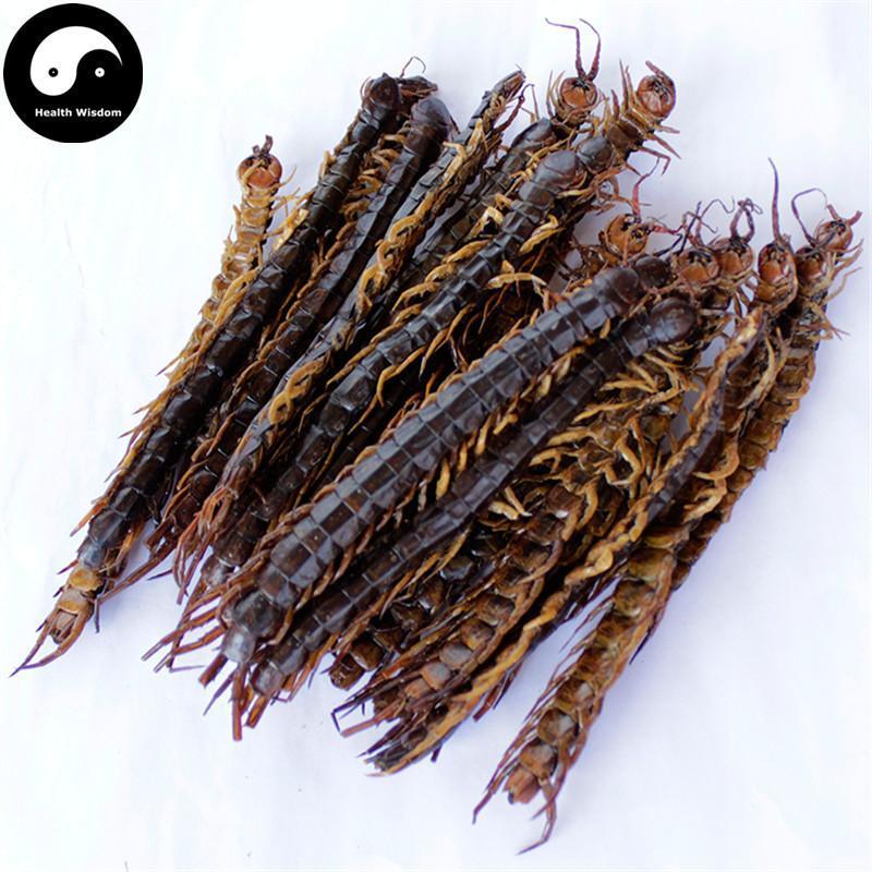 Wu Gong 蜈蚣, Dried Centipedes, Scolopendra Subspinipes-Health Wisdom™