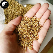 Wu Gu Chong 五谷虫, Chrysomyia Megacephala (Fabricius), worm of all sorts grains-Health Wisdom™