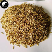 Wu Gu Chong 五谷虫, Chrysomyia Megacephala (Fabricius), worm of all sorts grains-Health Wisdom™