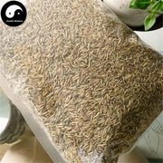 Wu Gu Chong 五谷虫, Chrysomyia Megacephala (Fabricius), worm of all sorts grains-Health Wisdom™