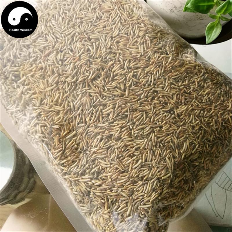 Wu Gu Chong 五谷虫, Chrysomyia Megacephala (Fabricius), worm of all sorts grains-Health Wisdom™