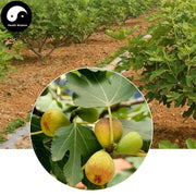 Wu Hua Guo 無花果, Fructus Fici, Fig, Ficus carica Linn.-Health Wisdom™
