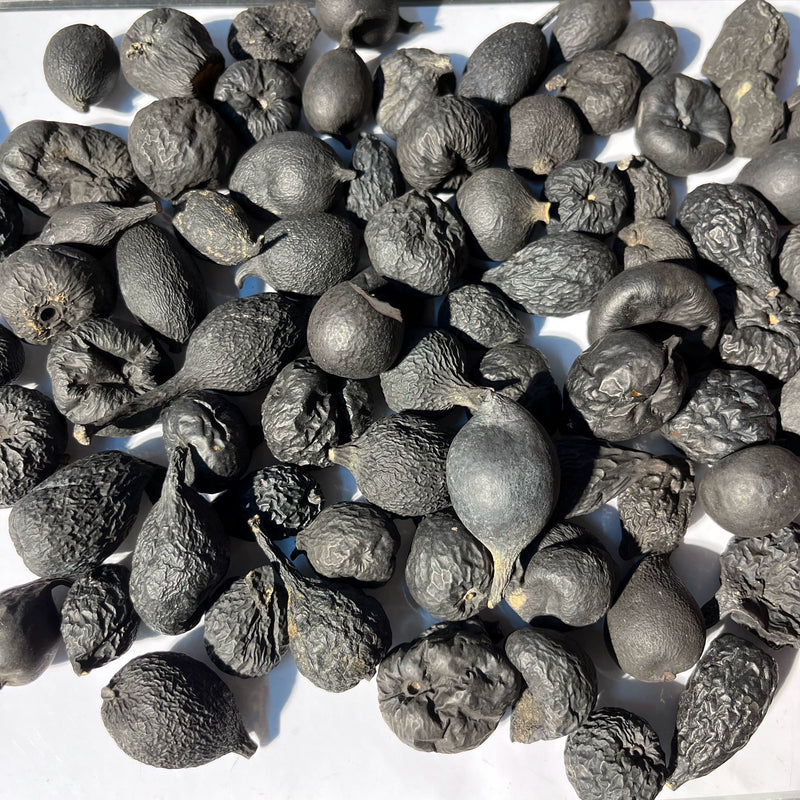 Wu Ling Shen 乌灵参, Xylaria nigripes, Rare Lei Zhen Zi 雷震子 乌苓参-Health Wisdom™