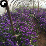 Wu Wang Wo 勿忘我, Myosotis Sylvatica Flower, Flos Latouchea Fokiensis-Health Wisdom™