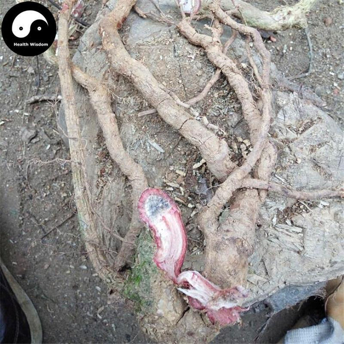 Wu Xiang Xue Teng 五香血藤, Schisandra Rubriflora, Zi Jin Teng, Wu Wei Zi Teng-Health Wisdom™