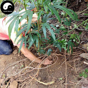 Wu Zhi Mao Tao Gen 五指毛桃根, Radix Fici Simplicissimae, Ficus Simplicissima Root, Niu Nai Gen-Health Wisdom™