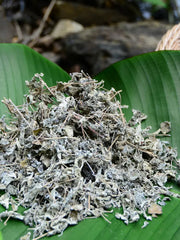 Xi Huang Cao Cha 溪黄草茶, Guangxi Isodon lophanthoides Tea, Yin Teng Cha Vine Tea For Health Care-Health Wisdom™