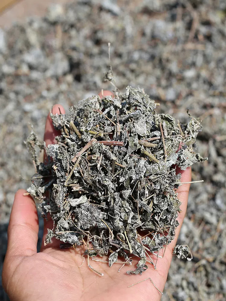 Xi Huang Cao Cha 溪黄草茶, Guangxi Isodon lophanthoides Tea, Yin Teng Cha Vine Tea For Health Care-Health Wisdom™