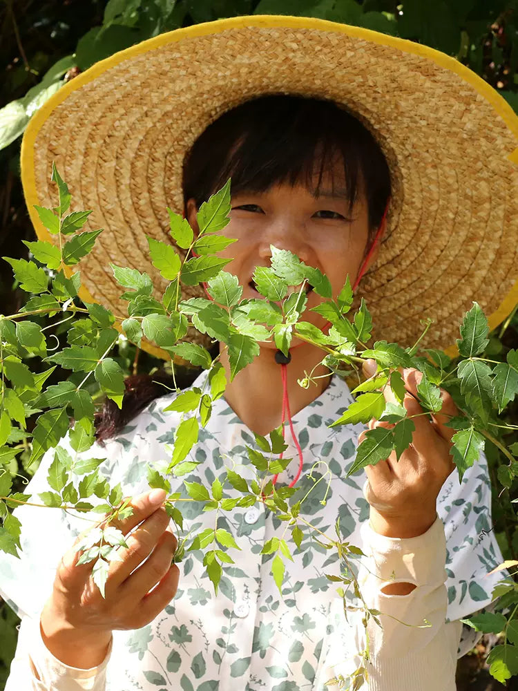 Xi Huang Cao Cha 溪黄草茶, Guangxi Isodon lophanthoides Tea, Yin Teng Cha Vine Tea For Health Care-Health Wisdom™
