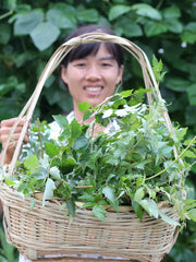 Xi Huang Cao Cha 溪黄草茶, Guangxi Isodon lophanthoides Tea, Yin Teng Cha Vine Tea For Health Care-Health Wisdom™