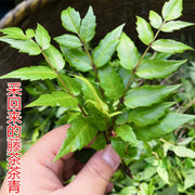 Xi Huang Cao Cha 溪黄草茶, Guangxi Isodon lophanthoides Tea, Yin Teng Cha Vine Tea For Health Care-Health Wisdom™