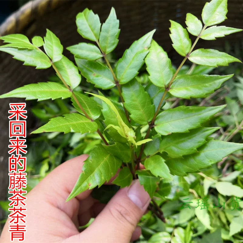 Xi Huang Cao Cha 溪黄草茶, Guangxi Isodon lophanthoides Tea, Yin Teng Cha Vine Tea For Health Care-Health Wisdom™