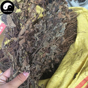 Xi Huang Cao 溪黄草, Herba Rabdosia Serra-Health Wisdom™