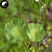 Xi Mi Zi 菥冥子, Herba Thlaspis, Boor's Mustard Herb-Health Wisdom™