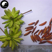 Xi Shu Guo 喜树果, Fructus Et Cortex Camptothecae, Shui Li Zi, Tian Zi Shu-Health Wisdom™
