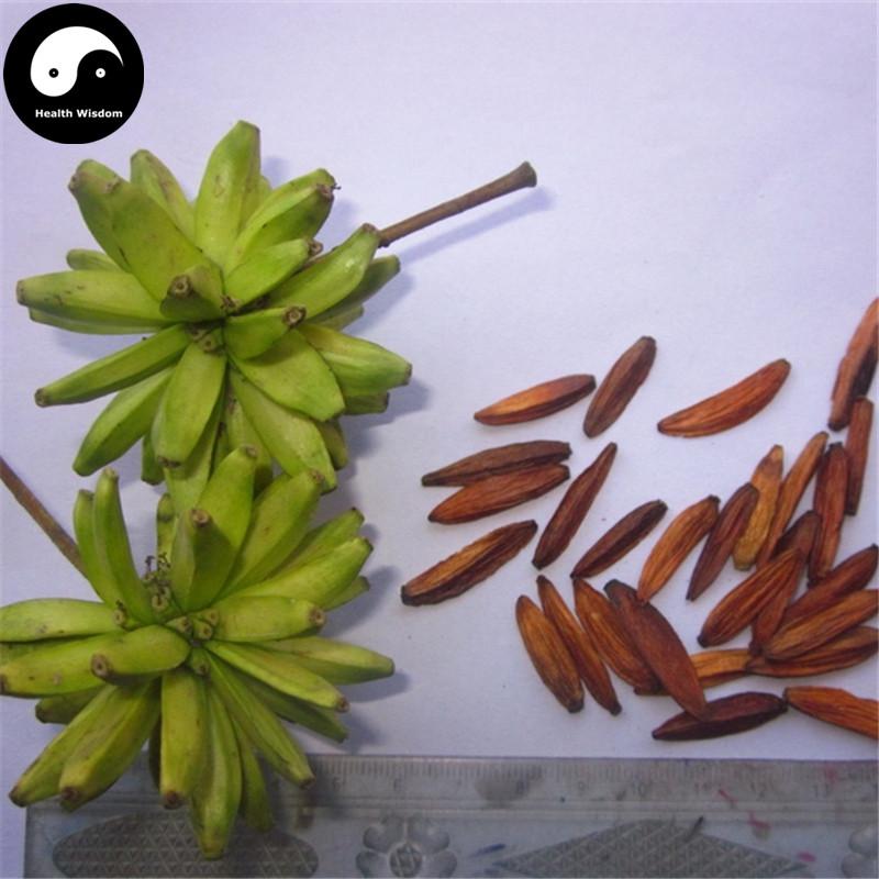 Xi Shu Guo 喜树果, Fructus Et Cortex Camptothecae, Shui Li Zi, Tian Zi Shu-Health Wisdom™