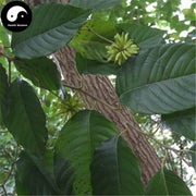 Xi Shu Pi 喜树皮, Cortex Camptotheca Acuminate, Camptotheca Acuminate Bark-Health Wisdom™