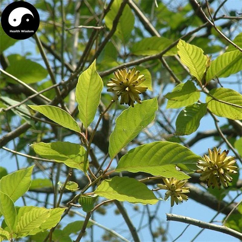 Xi Shu Ye 喜树葉, Folium Camptotheca, Common Camptotheca Leaf-Health Wisdom™