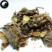 Xi Shu Ye 喜树葉, Folium Camptotheca, Common Camptotheca Leaf-Health Wisdom™