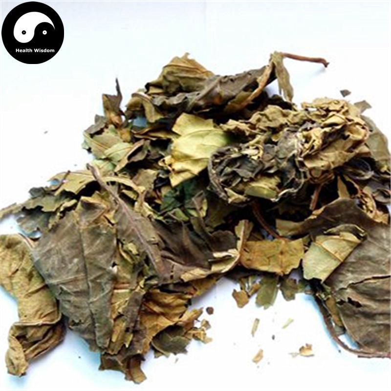 Xi Shu Ye 喜树葉, Folium Camptotheca, Common Camptotheca Leaf-Health Wisdom™