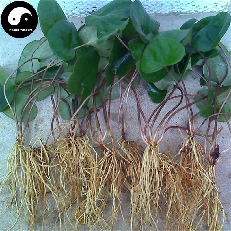 Xi Xin 細辛, Herba Asari Root, Radix Asarum Sieboldii-Health Wisdom™