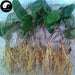 Xi Xin 細辛, Herba Asari Root, Radix Asarum Sieboldii-Health Wisdom™