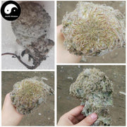 Xi Zang Xue Lian Hua 西藏雪蓮花, Herba Saussureae Involucratae, Snow Lotus Herb-Health Wisdom™