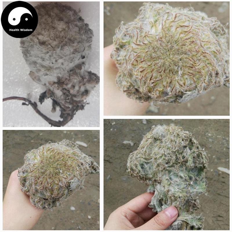 Xi Zang Xue Lian Hua 西藏雪蓮花, Herba Saussureae Involucratae, Snow Lotus Herb-Health Wisdom™