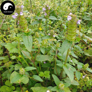 Xia Ku Cao Qiu 夏枯草球, Spica Prunellae, Common Selfheal Fruit-Spike, Common selfheal spike-Health Wisdom™