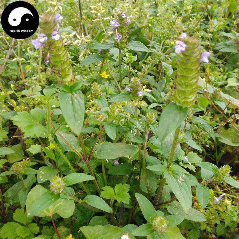 Xia Ku Cao Qiu 夏枯草球, Spica Prunellae, Common Selfheal Fruit-Spike, Common selfheal spike-Health Wisdom™