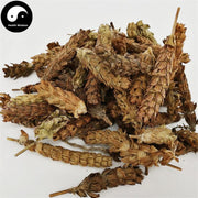 Xia Ku Cao Qiu 夏枯草球, Spica Prunellae, Common Selfheal Fruit-Spike, Common selfheal spike-Health Wisdom™