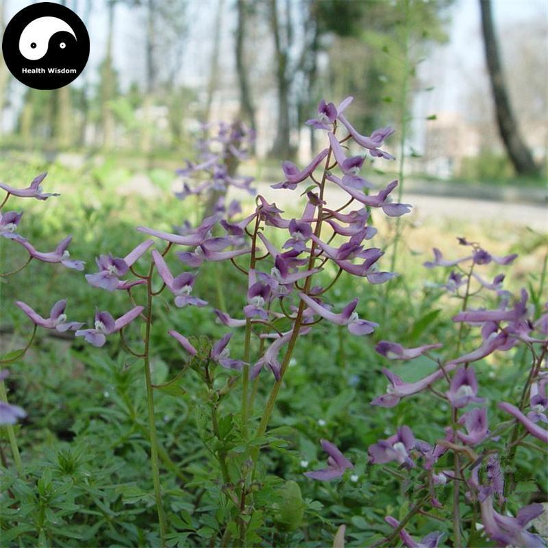 Xia Tian Wu 夏天無, Rhizoma Corydalis Decumbentis, Decumbent Corydalis Tuber-Health Wisdom™