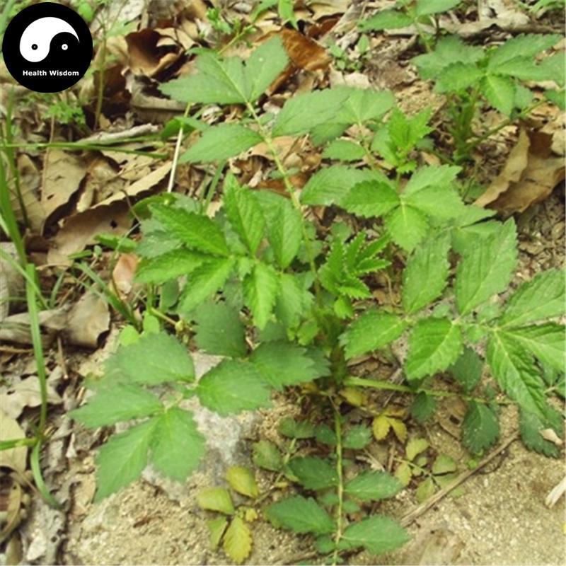 Xian He Cao 仙鶴草, Agrimonia Pilosa, Herba Gemma Agrimoniae, Hairyvein Agrimonia Herb-Health Wisdom™