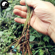 Xian Mao 仙茅, Rhizoma Curculiginis, Common Curculigo Rhizome-Health Wisdom™