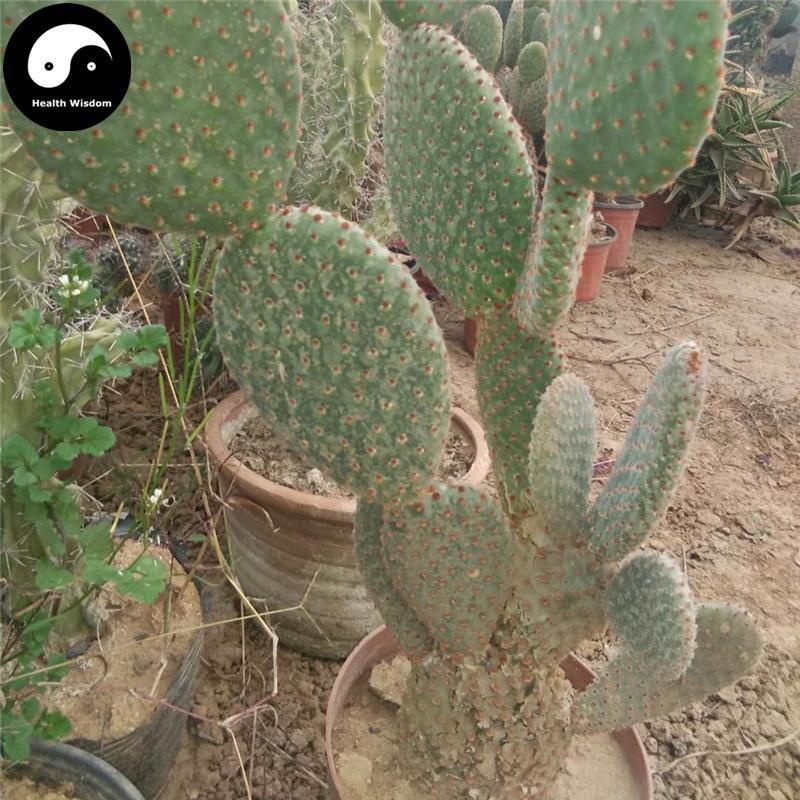 Xian Ren Zhang 仙人掌, Radix Opuntia Stricta, Cholla Root And Stem-Health Wisdom™