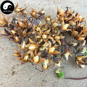 Xiang Chun Zi 香椿子, Fruit of Chinese Toona, Fructus Toonae Sinensis-Health Wisdom™
