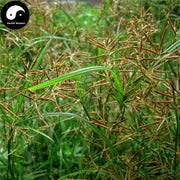 Xiang Fu Ge 香附个, Rhizoma Cyperi, Nutgrass Galingale Rhizome-Health Wisdom™