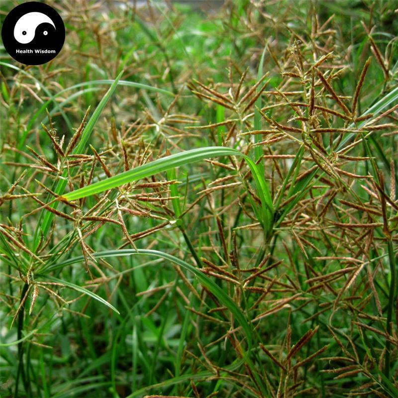 Xiang Fu Ge 香附个, Rhizoma Cyperi, Nutgrass Galingale Rhizome-Health Wisdom™