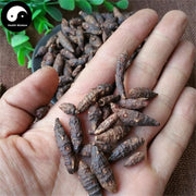 Xiang Fu Ge 香附个, Rhizoma Cyperi, Nutgrass Galingale Rhizome-Health Wisdom™
