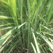 Xiang Mao Cao 香茅草, Cymbopogon Herb, Herba Lemongrass, Ning Meng Cao-Health Wisdom™