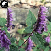 Xiang Ru 香薷, Herba Moslae, Herba Elsholtziae, Chinese Mosla Herb, Haichow Elsholtzia Herb-Health Wisdom™