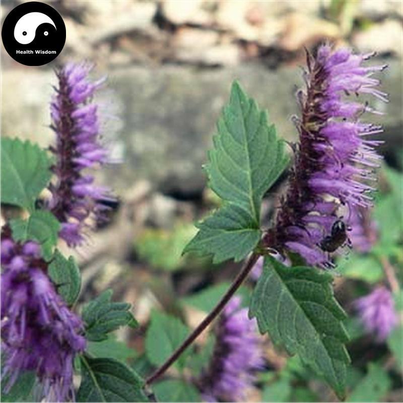 Xiang Ru 香薷, Herba Moslae, Herba Elsholtziae, Chinese Mosla Herb, Haichow Elsholtzia Herb-Health Wisdom™