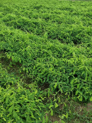 Xiang Si Teng Cha 相思藤茶, Guangxi Yine Abrus Tea, Wild Vine Tea Abrus Precatorius-Health Wisdom™