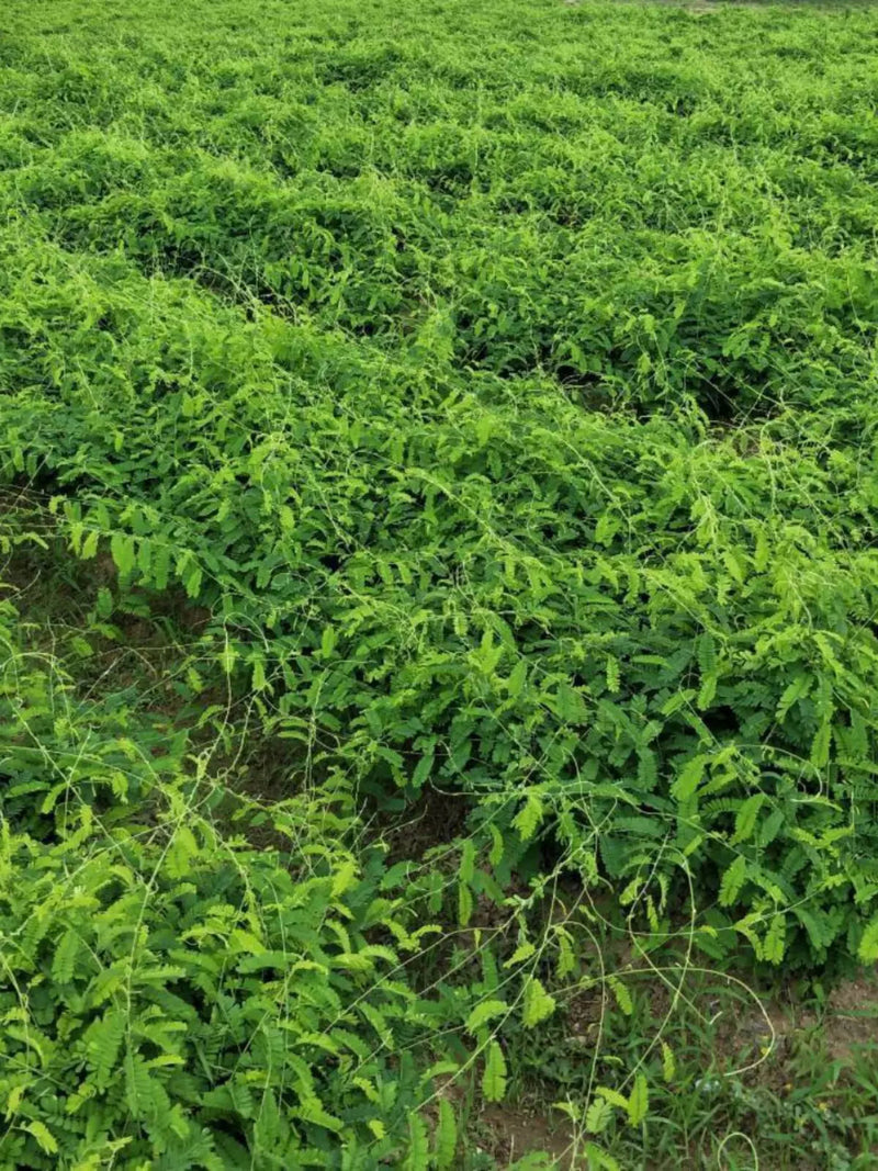 Xiang Si Teng Cha 相思藤茶, Guangxi Yine Abrus Tea, Wild Vine Tea Abrus Precatorius-Health Wisdom™