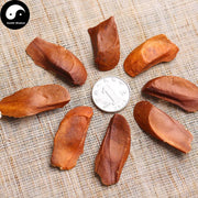 Xiang Tian Guo 向天果, Fructus Swietenia Macrophylla-Health Wisdom™